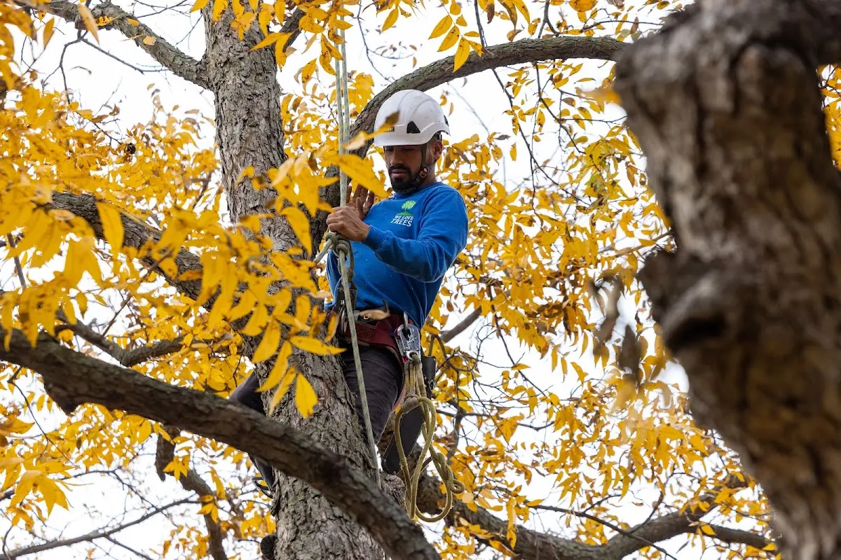 Skilled Tree Pruning crew working in Somerville
